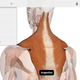 Illustration for article titled Explore the Human Body in Google's Android Tablet App